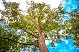 Best Tree Mulching  in Difficult Run, VA