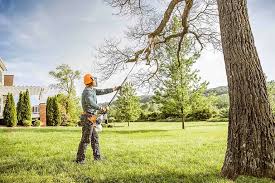 Best Root Management and Removal  in Difficult Run, VA