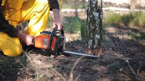 Best Tree and Shrub Care  in Difficult Run, VA