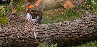 Best Grass Overseeding  in Difficult Run, VA