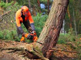 Best Soil Testing and Treatment  in Difficult Run, VA
