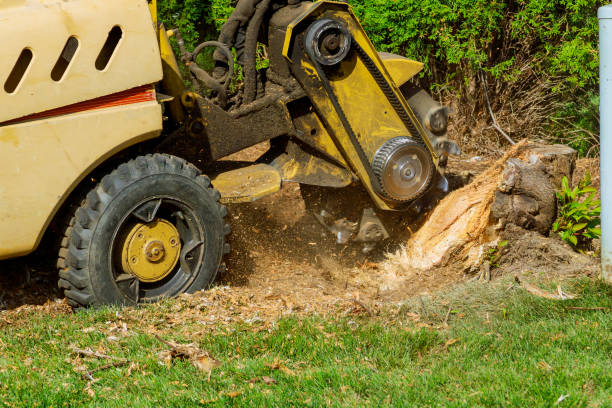 Best Seasonal Cleanup (Spring/Fall)  in Difficult Run, VA