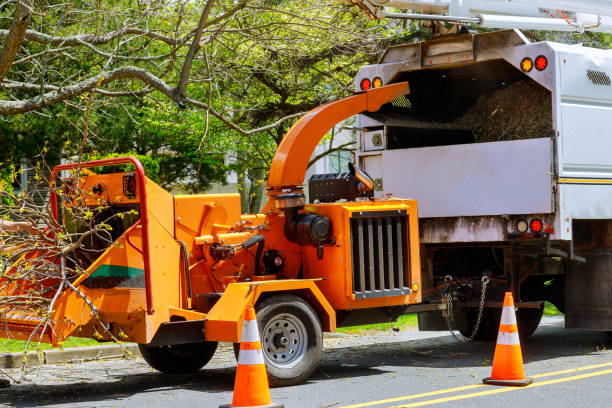 Best Tree Health Inspection  in Difficult Run, VA