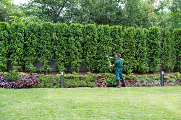 Best Tree Cabling and Bracing  in Difficult Run, VA