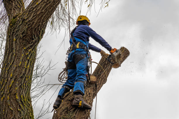 Reliable Difficult Run, VA Tree Services Solutions