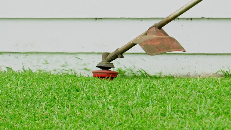 Best Lawn Disease Treatment  in Difficult Run, VA