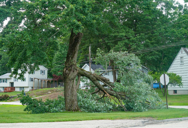 Best Arborist Consultation Services  in Difficult Run, VA