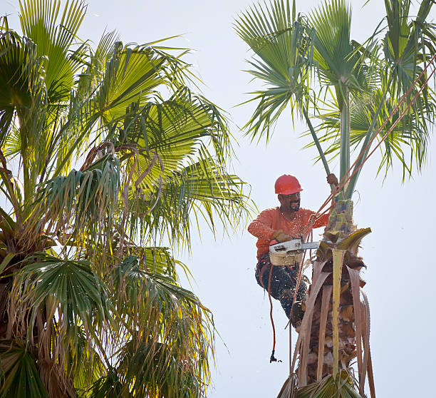 Best Tree Health Inspection  in Difficult Run, VA