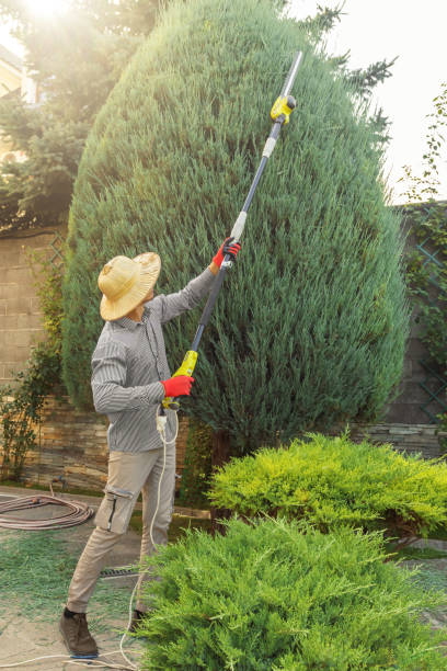 Best Tree Risk Assessment  in Difficult Run, VA