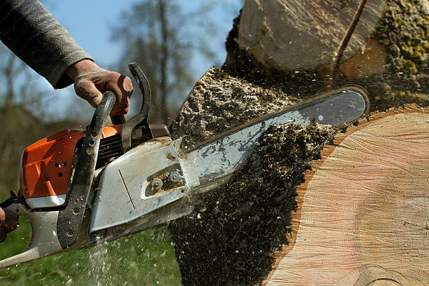 Best Lawn Grading and Leveling  in Difficult Run, VA