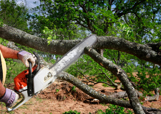 Best Stump Grinding and Removal  in Difficult Run, VA